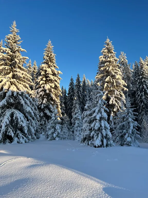 Дом с баней у леса