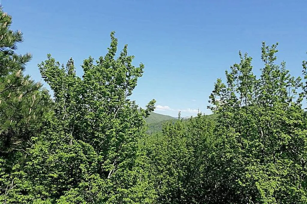 Бревенчатый дом в лесу с бассейном