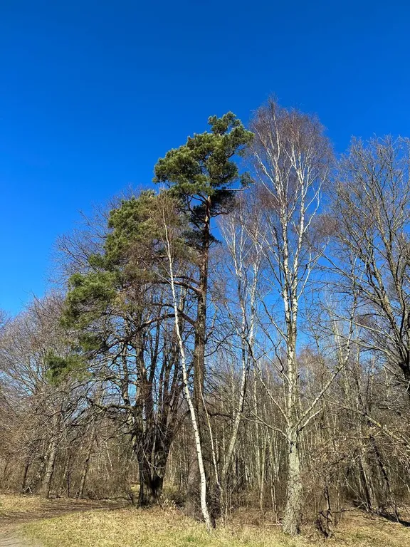 Изумительные 3-комнатные апартаменты с собственным участком земли