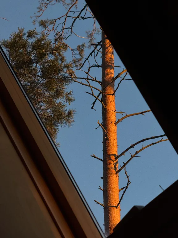 A-frame у Финского Залива посреди Корабельных сосен