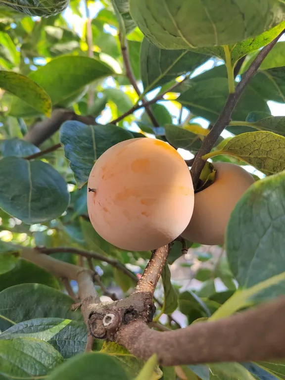 Коттедж Отдельная часть дома с беседкой рядом с парком и пляжем Учкуевка — Севастополь
