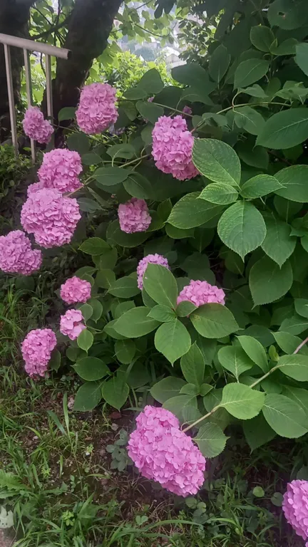 Квартира Комната с прямым видом на море — Гагра