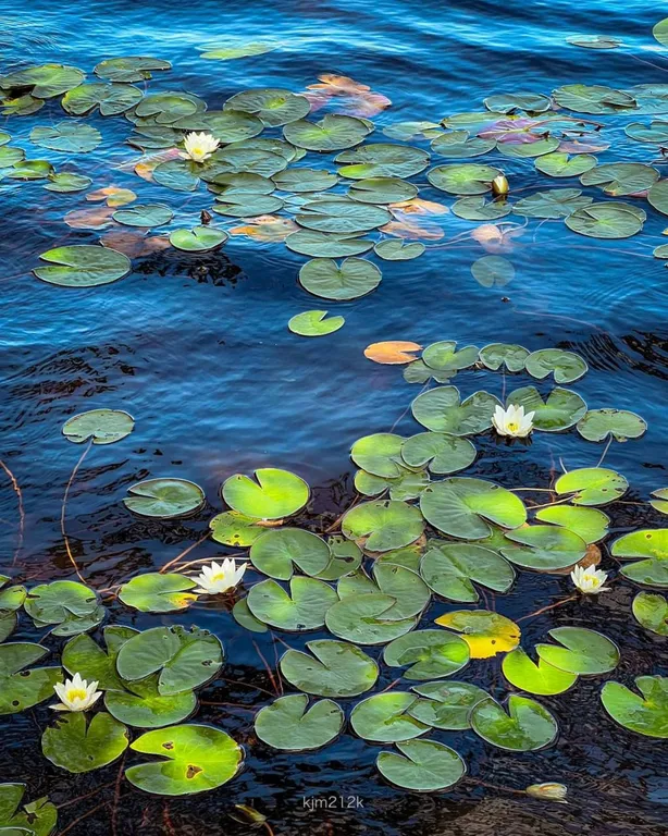 Коттедж Тишина, красота, уют на берегу озера в домике с камином — Глубокое (Каменногорское г/п)