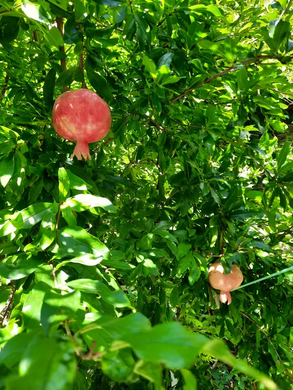 Квартира Квартира Гостевой дом Елизавета — Геленджик