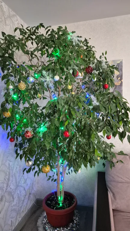 Квартира евродвушка