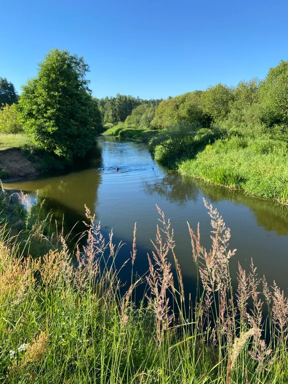 Дом у соснового леса