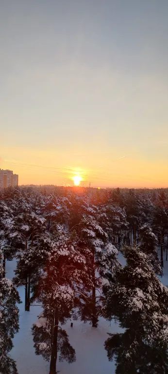 Апартаменты в сосновой роще