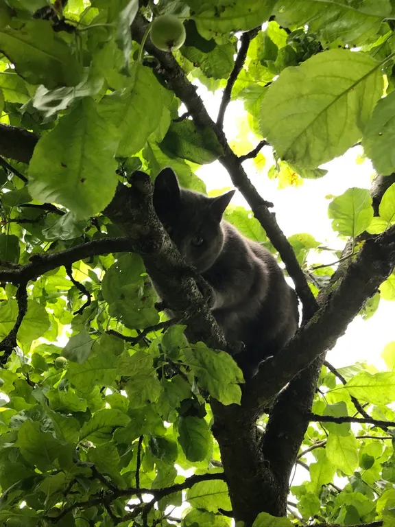 Коттедж Коттедж Лайтхаус Кот Маркиз 1Б — Зеленоградск