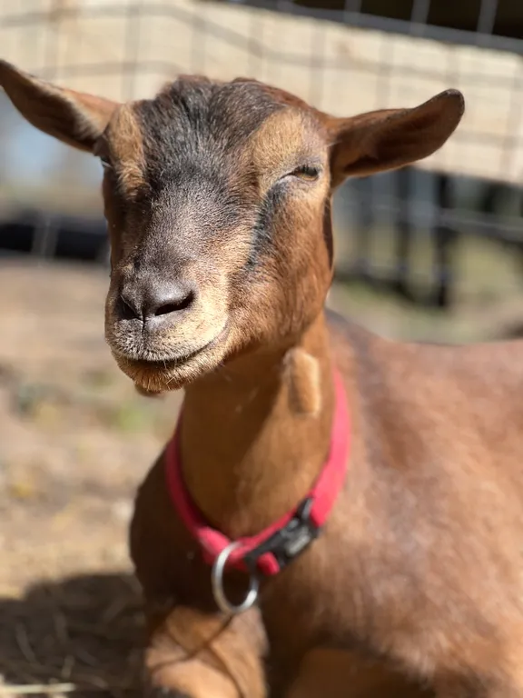 Гостевой дом Сота