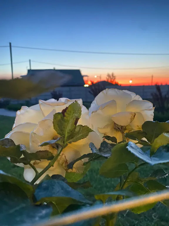 Коттедж Коттедж Стандартный четырёхместный номер — Витино