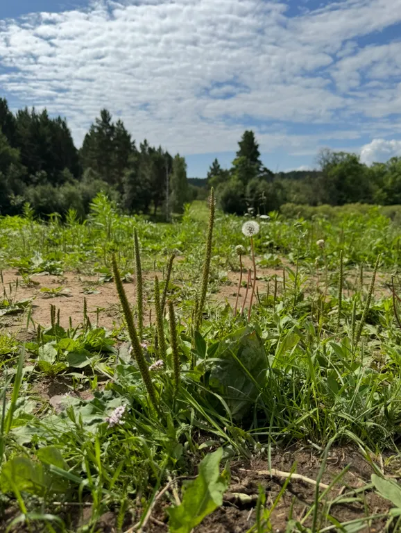 Дом с баней в лесу