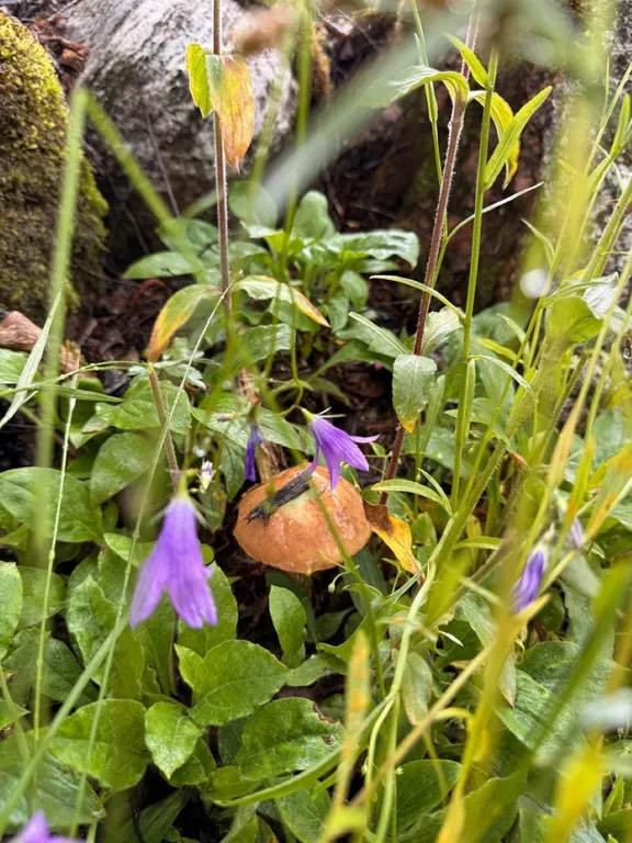 Коттедж Коттедж Среда обитания — Снегиревка