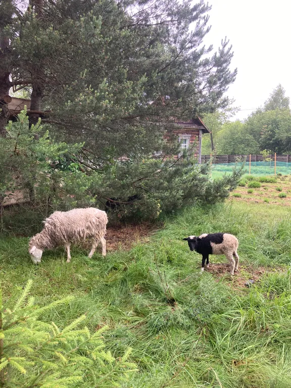 Уютный лесной домик со всеми удобствами