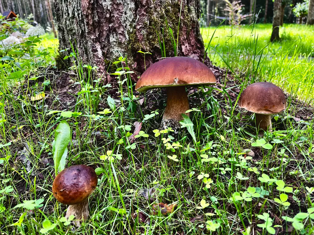 Коттедж Уютный домик на озере Волго на Селигере в сосновом бору — Турбаза Чайка