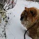 Юлия