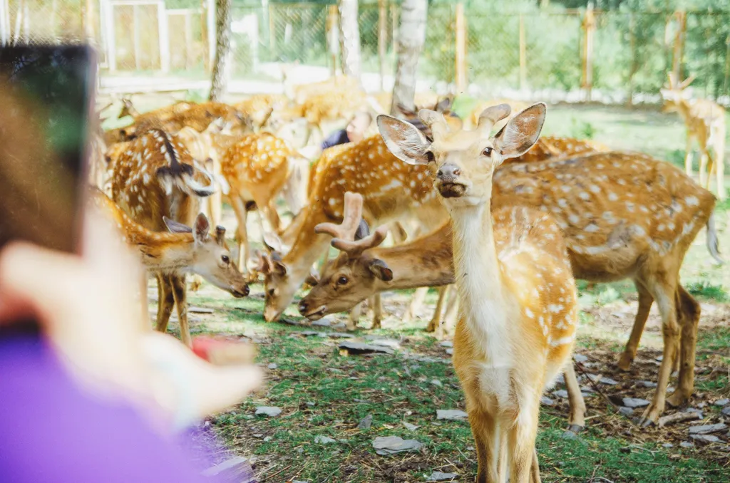 Домик в лесу с пятнистыми оленями и кроликами