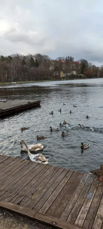 Квартира Уютная новая квартира у озера — Светлогорск