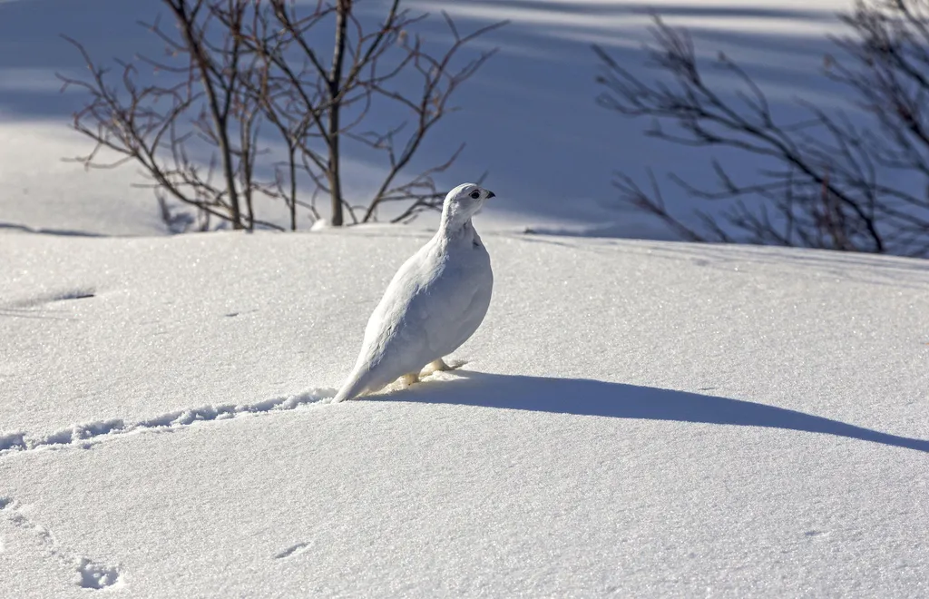 Коттедж 3-комнатный Дом — Маслозеро