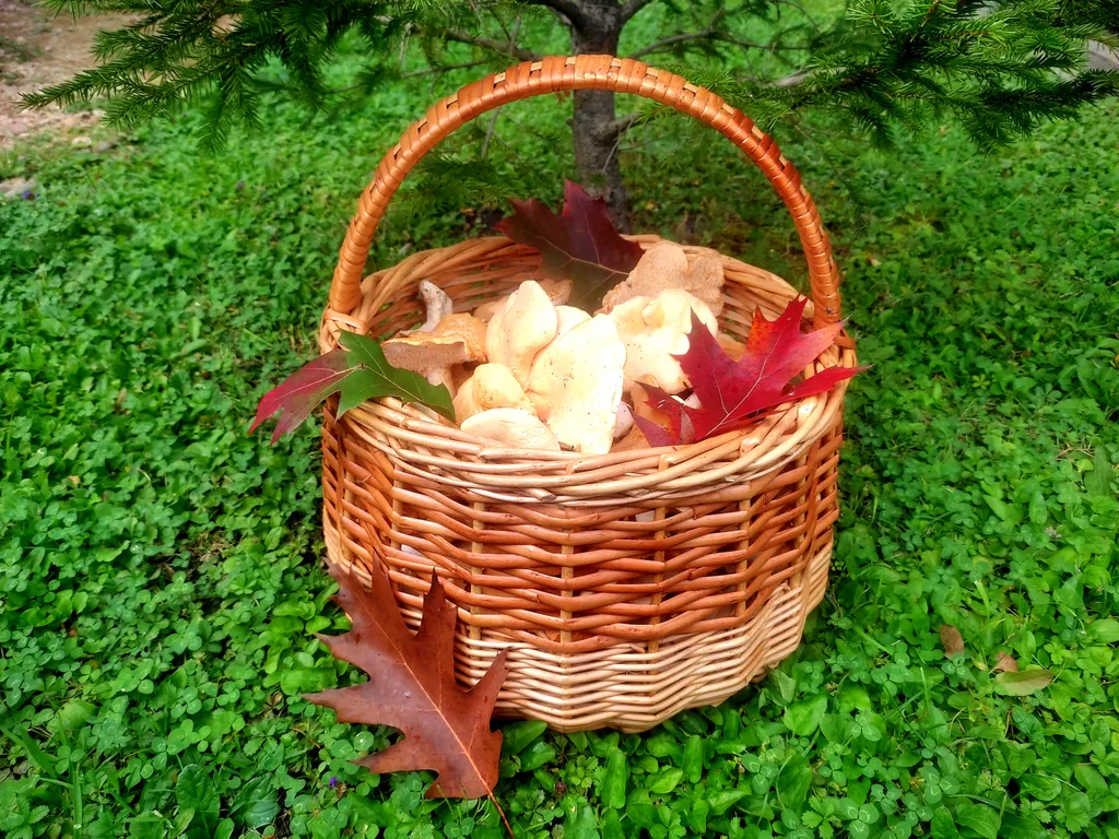 Шале с видом на лес и горы