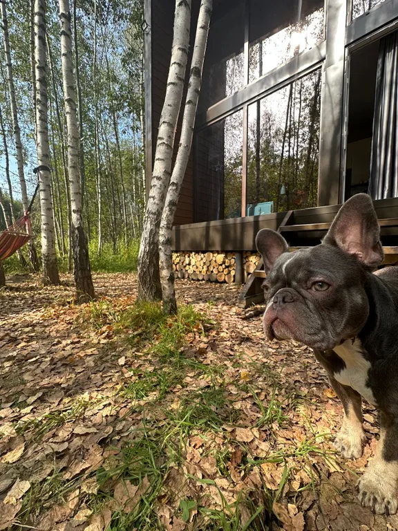 Коттедж Домик в лесу — Александров