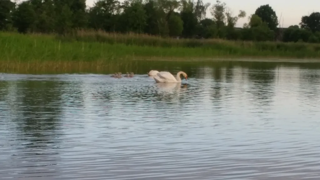Коттедж Домик на озере — аренда посуточно в Витебск