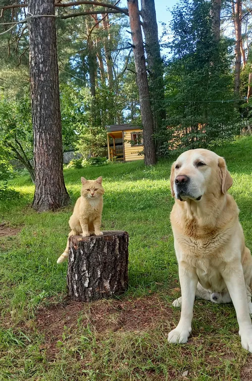 Гостевой дом у сосен.