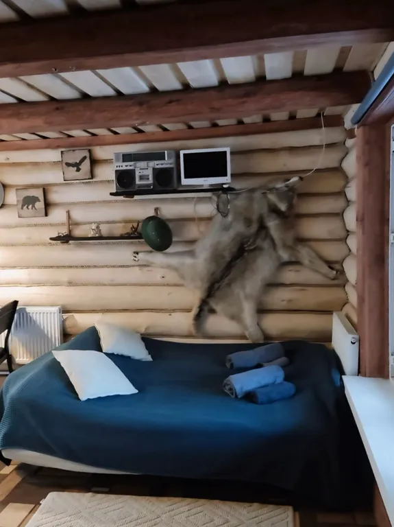 Просторный деревянный лесной дом с двумя спальнями