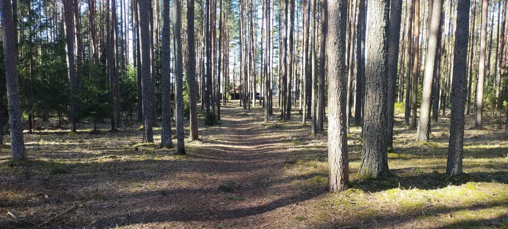 Коттедж Домик в лесу у озера — Турбаза Чайка