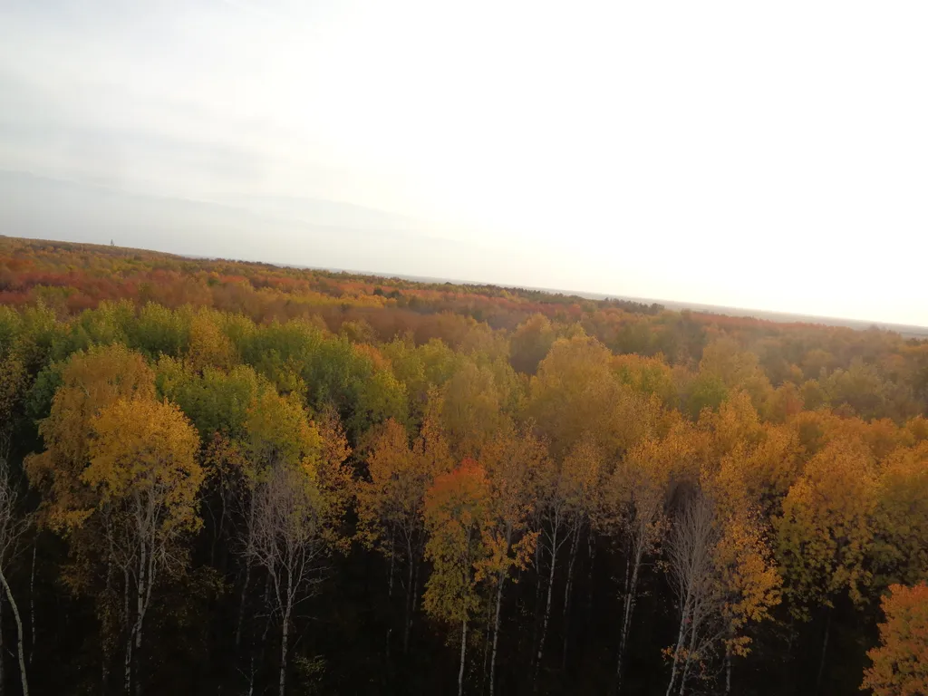 Уютная квартира с видом на лес