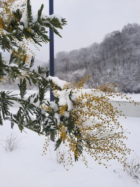 Квартира Комната — Лазаревское