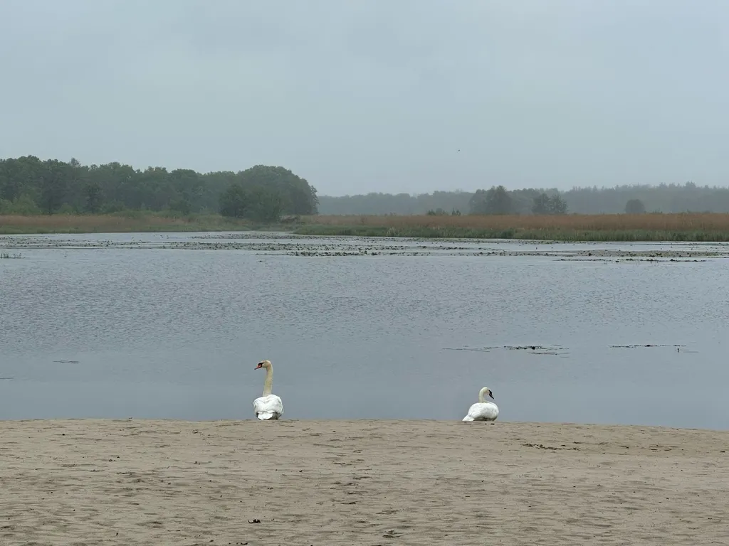 Уютный дом в лесу у озера вблизи от города
