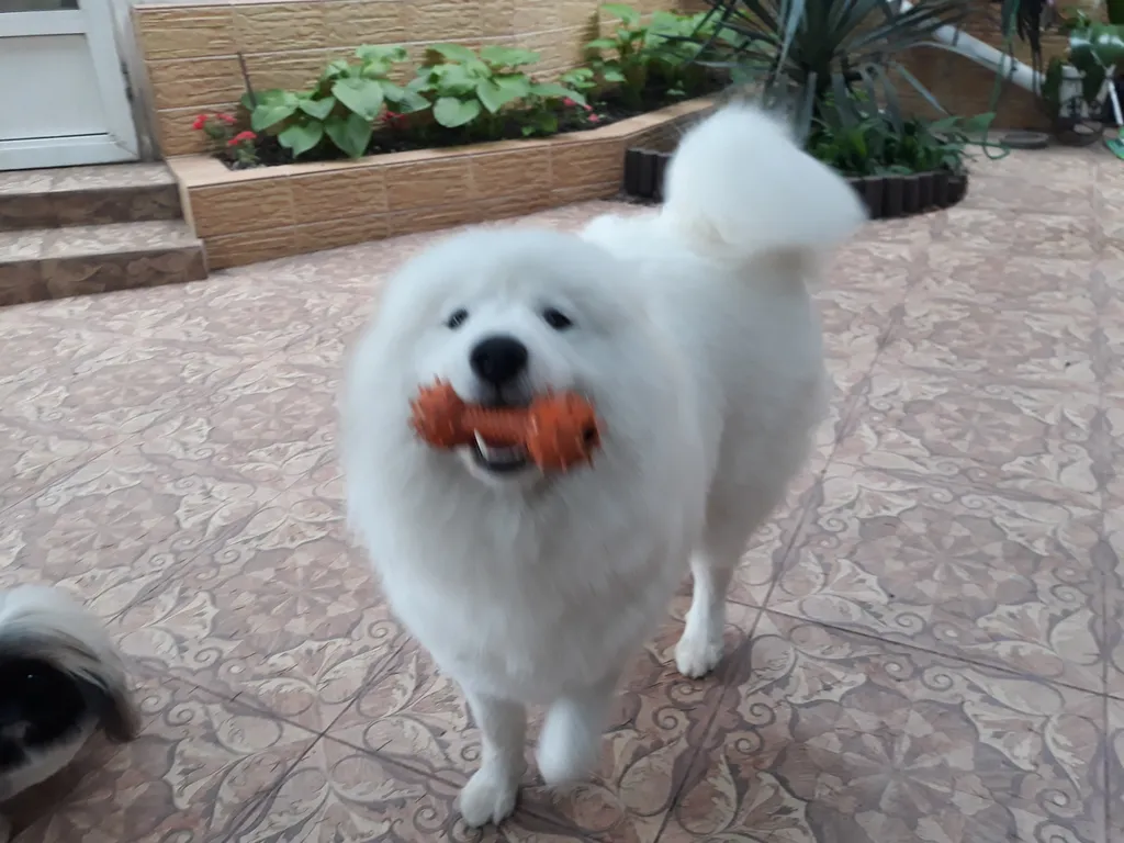 Коттедж Уютный домик — Севастополь