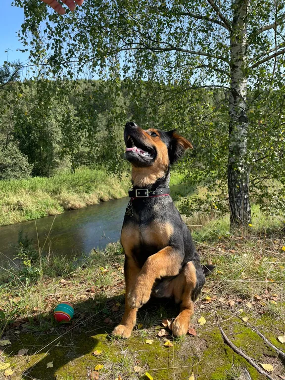 Коттедж Атмосферный Лесной домик, баня на дровах, чан на берегу реки в лесу — Старово