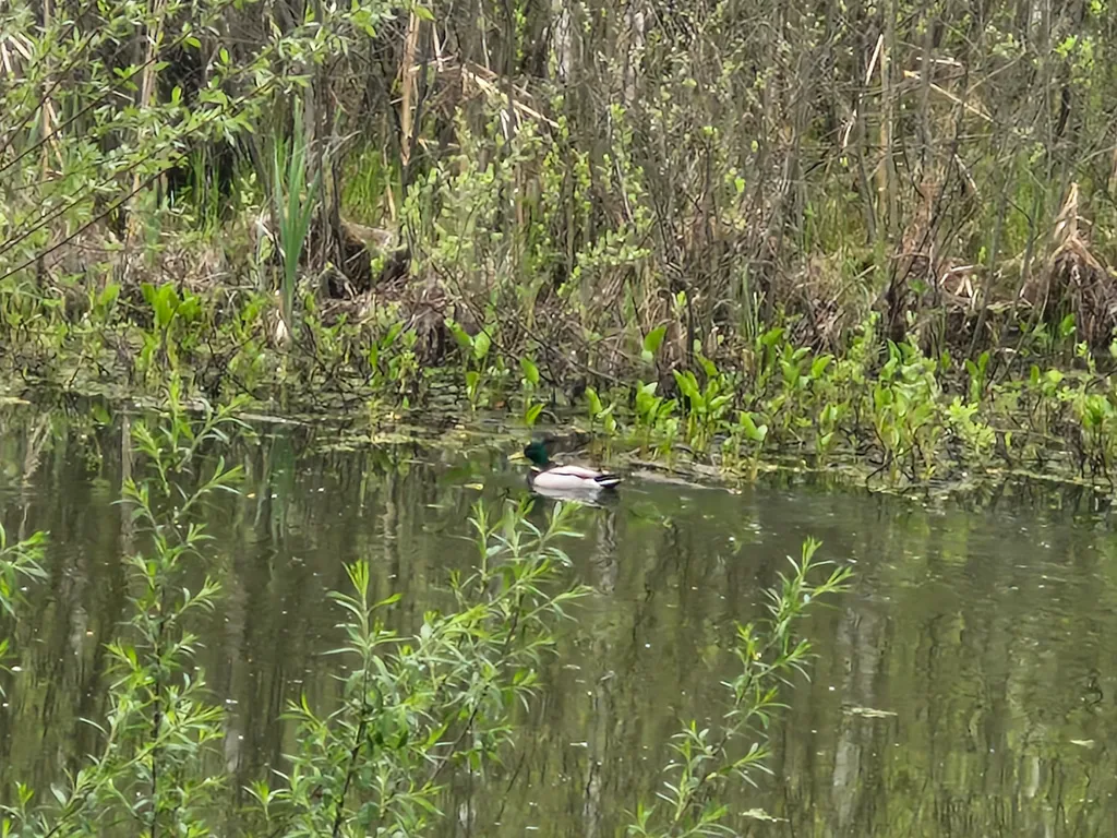 Коттедж А-фрейм с видом на озеро и лес — Казань