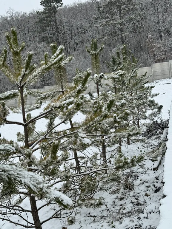 Эко дом у леса