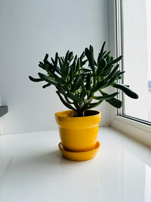 Ice ice baby apartment