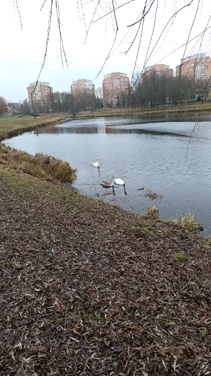 Чижовка Арена, Дельфинарий, Дино-парк, метро Автозаводская 10мин