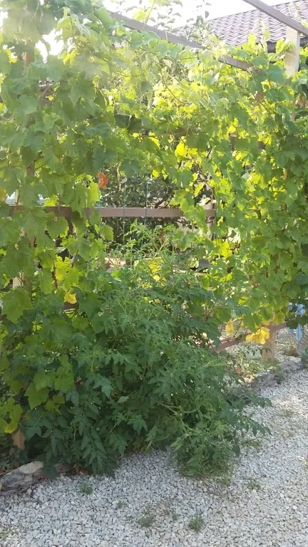 Квартира Комната — Витино