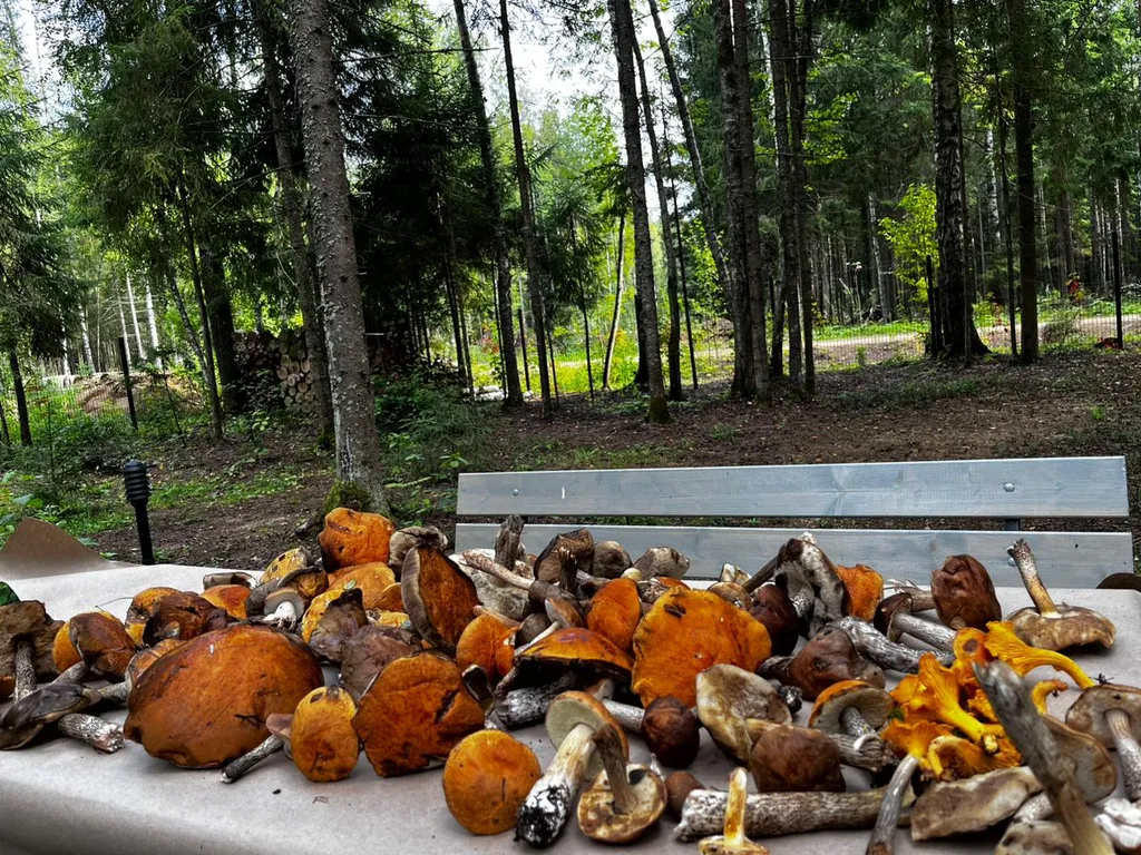 Коттедж Дизайнерский коттедж на берегу озера Волго на Селигере — Турбаза Чайка