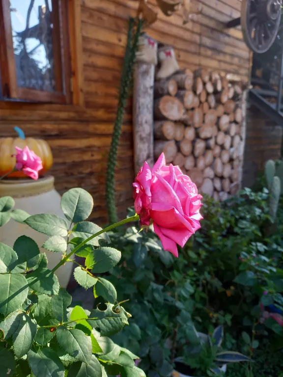 Квартира Комната — Сириус