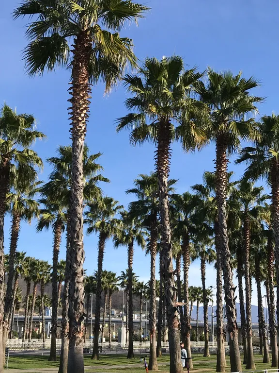 Квартира Делюкс, комната апартамент с балконом/террасой вид на горы, территорию — Сириус