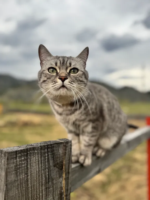 Уютный гостевой домик Скандинавия №1 с видом на горы