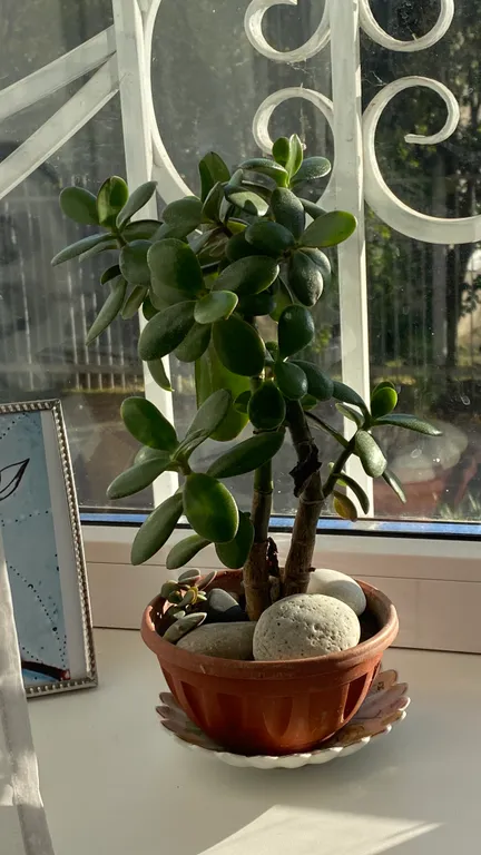 Дизайнерская квартира на море в лесном заповеднике