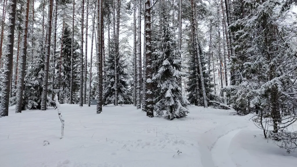 Коттедж Дом в турбазе Чайка, у озера в сосновом бору - Селигерский край — Турбаза Чайка