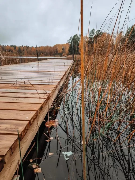 Haavejärvi - озеро мечты! Уютный дом на берегу озера в сосновом лесу