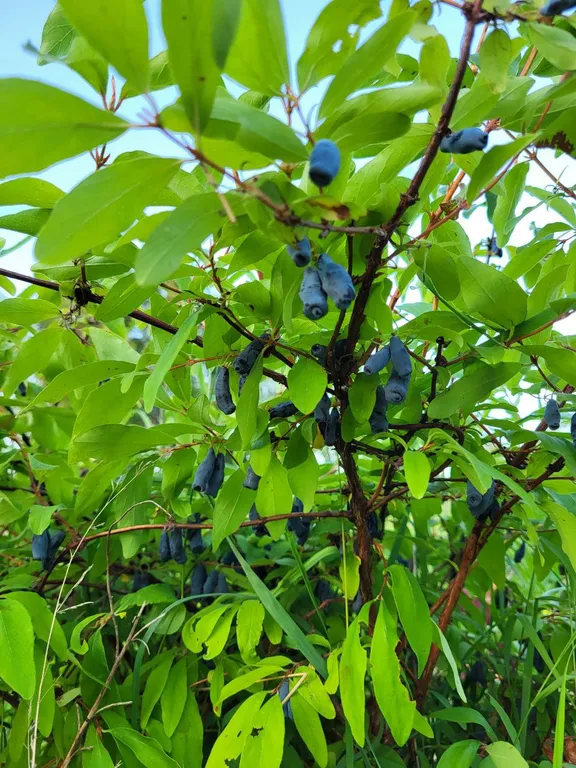 Деревянный сруб в лесу