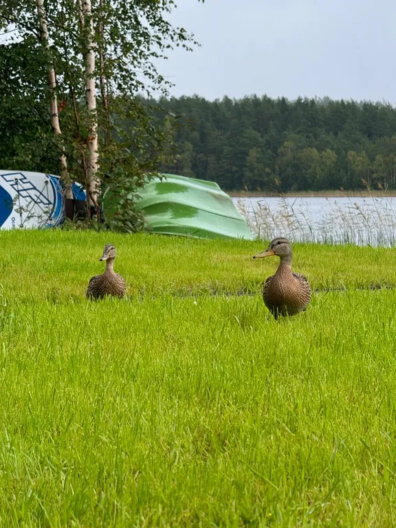 Коттедж Уютнейший дом с роскошным видом на озеро и пляжем.Карелия совсем рядом — Ларионово
