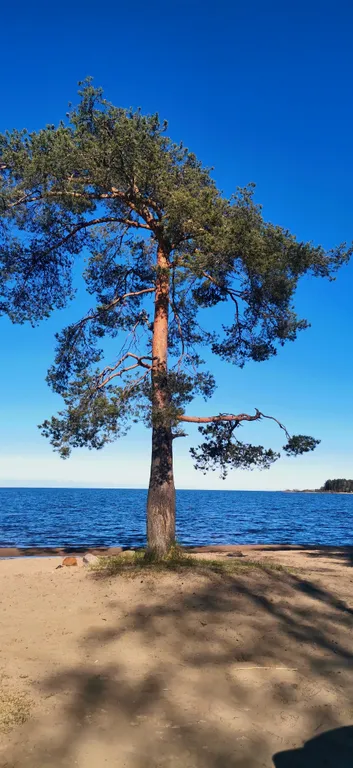 Коттедж Дом у Онежского Озера с баней — Деревянное