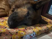 Кобона домик