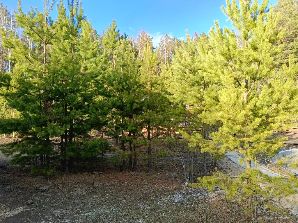 Темный домик на опушке леса